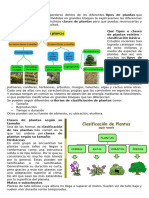 Clases de Plantas