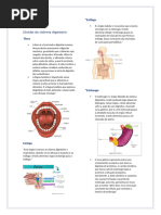 Aula 05 Anatomia Dos Sistemas