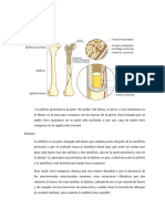 Anatomía Huesos