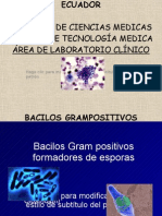 Bacilos Gram Positivos