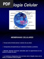 Biologia Celular