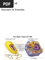 Bacteria 1