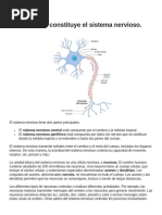 Como Se Constituye El Sistema Nervioso