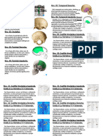 Lista de Los 206 Huesos Del Cuerpo Humano Según Su Tipo