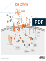 Alzheimers Disease Interactive Pathway