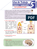 Ficha La Pubertad