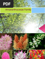 Amaranthaceae