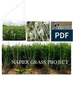 Napier Grass Project