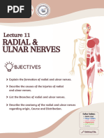 L11 - Radial & Ulnar Nerves