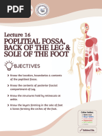 L16 - Popliteal Fossa, Back of The Leg & Sole of The Foot