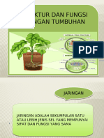 Jaringan Tumbuhan Meristem