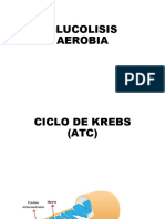 Ciclo de Krebs Doc. de Apoyo Original