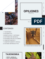 OPILIONES