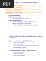 Articulaciones y Ligamentos Del Codo