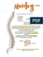 Columna Vertebral y Sus Articulaciones