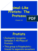 Zoology CH 8 Animal Like Pro Tists