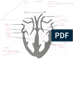 TiH (Cardiac cycle) 