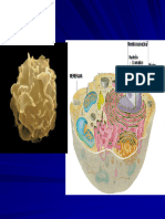 Membrana Plasmatica-Prof Laura Zanin