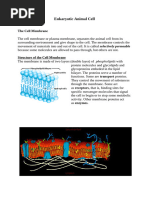 Eukaryotic Animal Cell