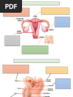 Sistema Reproductor