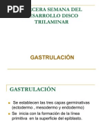 Tercera A Octava Semana Del Desarrollo Embrionario