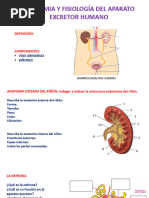 Anat - V Q11