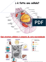 Biochimica Della Cellula - 241003 - 173904