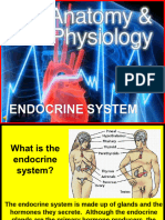 Endocrine-System