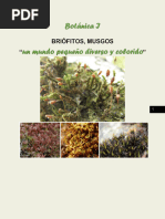 Guía 2. Briófitos, Musgos. Botánica I. I Sem 2022