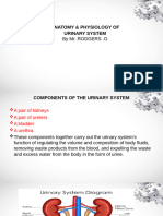 Urinary System Updated 1