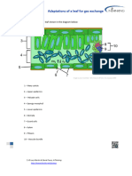 Leaf Structures and Questionaire