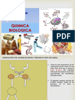 Clase N°16 Catabolismo de Aminoácidos I