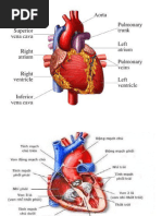 Lesson 3 - Circulatory System