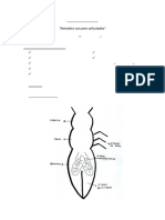 Phylum Artrópodos