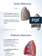 SEMANA 08-2 Pulmones, cavidades cardíacas