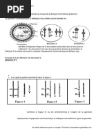 Exercices Brassage Génétique