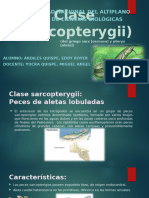 Clase (Sarcopterygii) OFICIAL