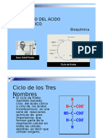 Ciclo de Krebs