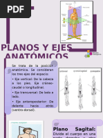 Anatomia