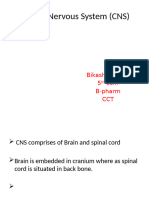 Central Nervous System (CNS)