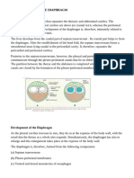 Development of The Diaphragm