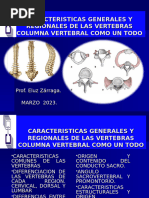 Tema 2 - Vértebras y Columna Vertebral.