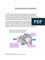 Giunzioni e Specializzazioni Cellulari