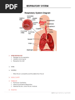 Respiratory-System