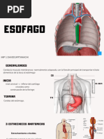 ESOFAGO