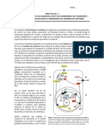 Práctica Bombeo de Protones en Levadura