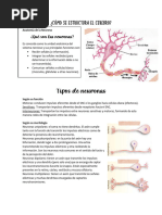 Cómo Se Estructura El Cerebro - INVESTIGACIÓN