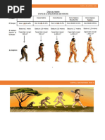 Evolucion Del Hombre