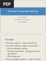 Pentose Phosphate Pathway