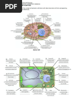 SC 2 Animal and Plant Cell